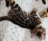 Mooie Bengaalse kittens - 0 - Thumbnail