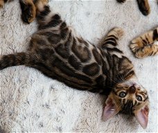 Mooie Bengaalse kittens