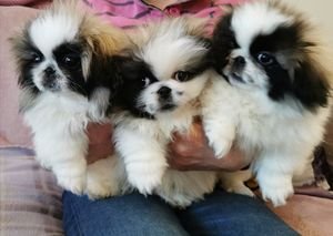 Pekingees Puppies klaar voor een nieuw thuis. - 0