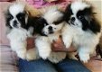 Pekingees Puppies klaar voor een nieuw thuis. - 0 - Thumbnail