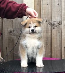 Japanse Akita Inu-puppy's. - 0