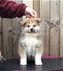 Japanse Akita Inu-puppy's. - 0 - Thumbnail