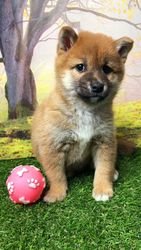 Japanse Shiba Inu-puppy's. - 0