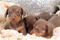 Miniatuur teckels pups. - 0 - Thumbnail