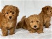 Poedels Puppies. - 0 - Thumbnail