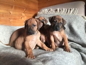 Rhodesian Ridgeback-puppy's - 0