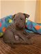 Thaise Ridgeback-puppy's. - 0 - Thumbnail