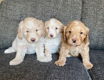 Nu klaar Mooie Goldendoodle-puppy's - 0 - Thumbnail