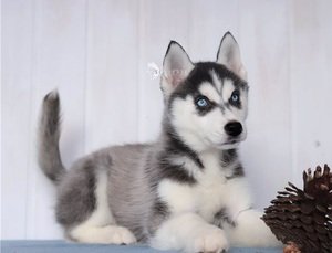Siberische Husky Puppies Kc geregistreerd. - 0