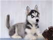 Siberische Husky Puppies Kc geregistreerd. - 0 - Thumbnail