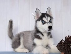 Siberische Husky Puppies Kc geregistreerd.