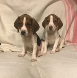 Stamboom Beagle Puppies - 0