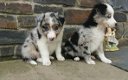 Mooie driekleurige border collie pups. - 0 - Thumbnail