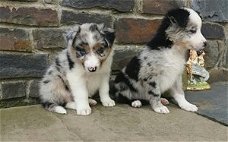 Mooie driekleurige border collie pups.