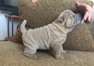 Geweldig zindelijk shar pei puppies. - 0