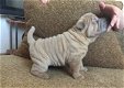 Geweldig zindelijk shar pei puppies. - 0 - Thumbnail