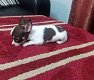 Schattige Chihuahua-puppy's. - 0 - Thumbnail