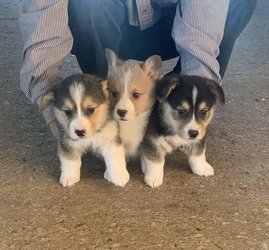 Raszuivere volledige stamboom Welsh Corgi Puppies Puppies. - 0