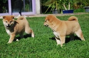 Schattige Shiba Inu-puppy's. - 0