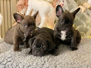 Schattige Franse bulldog pups - 0