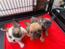 Microchipped French Bulldog-puppy's
