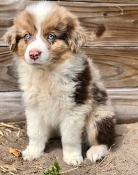 DVG Australian Shepherd Puppies - 0