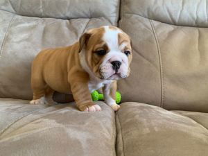 Kc Engelse Bulldog-puppy's - 0