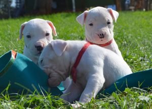 Family Dogo Argentino Puppies beschikbaar - 0
