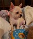 LOS Chihuahua Puppies - 0 - Thumbnail