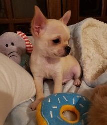 LOS Chihuahua Puppies