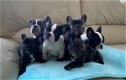 Leuke en actieve Franse bulldog pup - 0 - Thumbnail