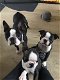 Champagne Boston Terriers-puppy's - 0 - Thumbnail