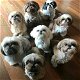 Adembenemend theekopje Shih Tzu-puppy's - 0 - Thumbnail