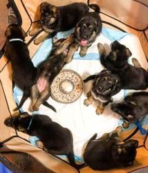 Duitse herderpuppies voor adoptie - 0