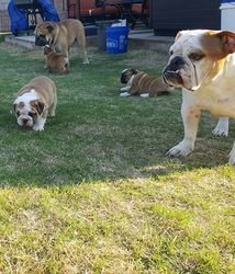 schattige Engelse bulldog-puppy's voor mooie huizen - 0