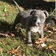Arden Grange Hondenvoer Puppy - 0 - Thumbnail
