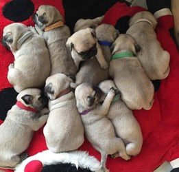 Pug puppy's - 0