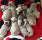 Pug puppy's - 0 - Thumbnail