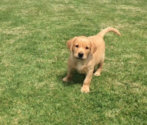 Schattige puppy's van Labrador - 0