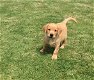 Schattige puppy's van Labrador - 0 - Thumbnail