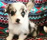 Corgi-puppy's - 0 - Thumbnail