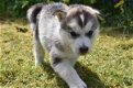 Siberische husky - 0 - Thumbnail