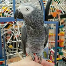 Mooie Afrikaanse grijze papegaaien te koop