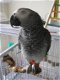 Mooie Afrikaanse grijze papegaaien te koop - 1 - Thumbnail