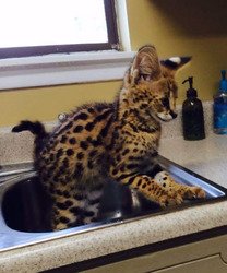 Schattige serval en savannah f1-f5 kittens