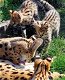 Schattige serval en ocelot kittens - 0 - Thumbnail