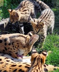 Schattige serval en ocelot kittens