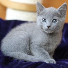 Rasechte Russische blauwe kittens allergievrij