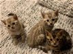 TICA Bengal Kitten Purebred Rosetted - 0 - Thumbnail