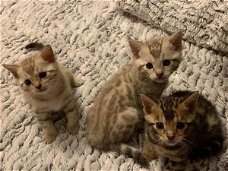 TICA Bengal Kitten Purebred Rosetted